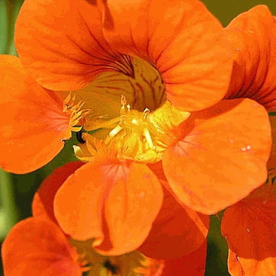 Wildflower (Nasturtium Mix) for planting in garden
